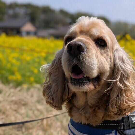 犬を悲しませる飼い主の行動とは？ 犬を悲しませないためにできること いぬのきもち