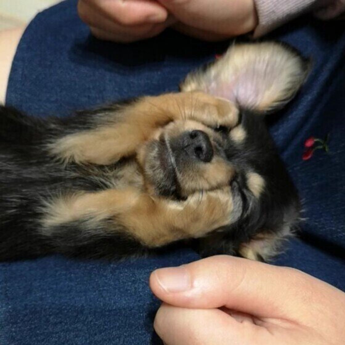 犬が前足で顔を隠して寝る のはどうして かわいい画像たっぷり いぬのきもちweb Magazine 犬が前足で顔を隠して寝る のはどうして かわいい画像たっぷり いぬのきもちweb Magazine