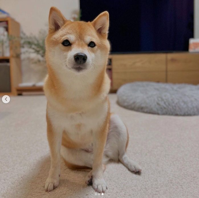 見つめるおまめちゃん