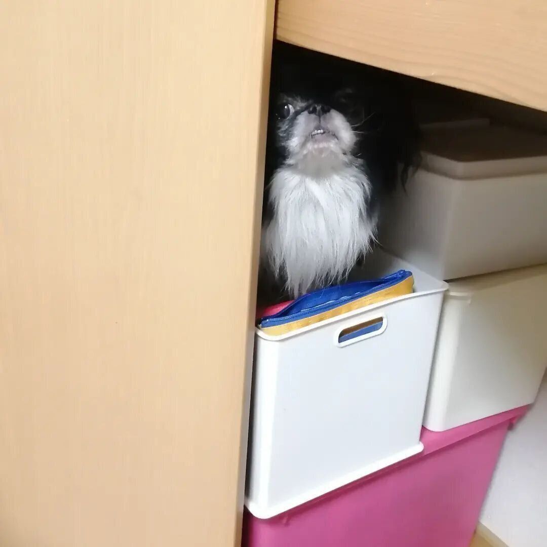 狭いところに隠れるちゃばしらくん