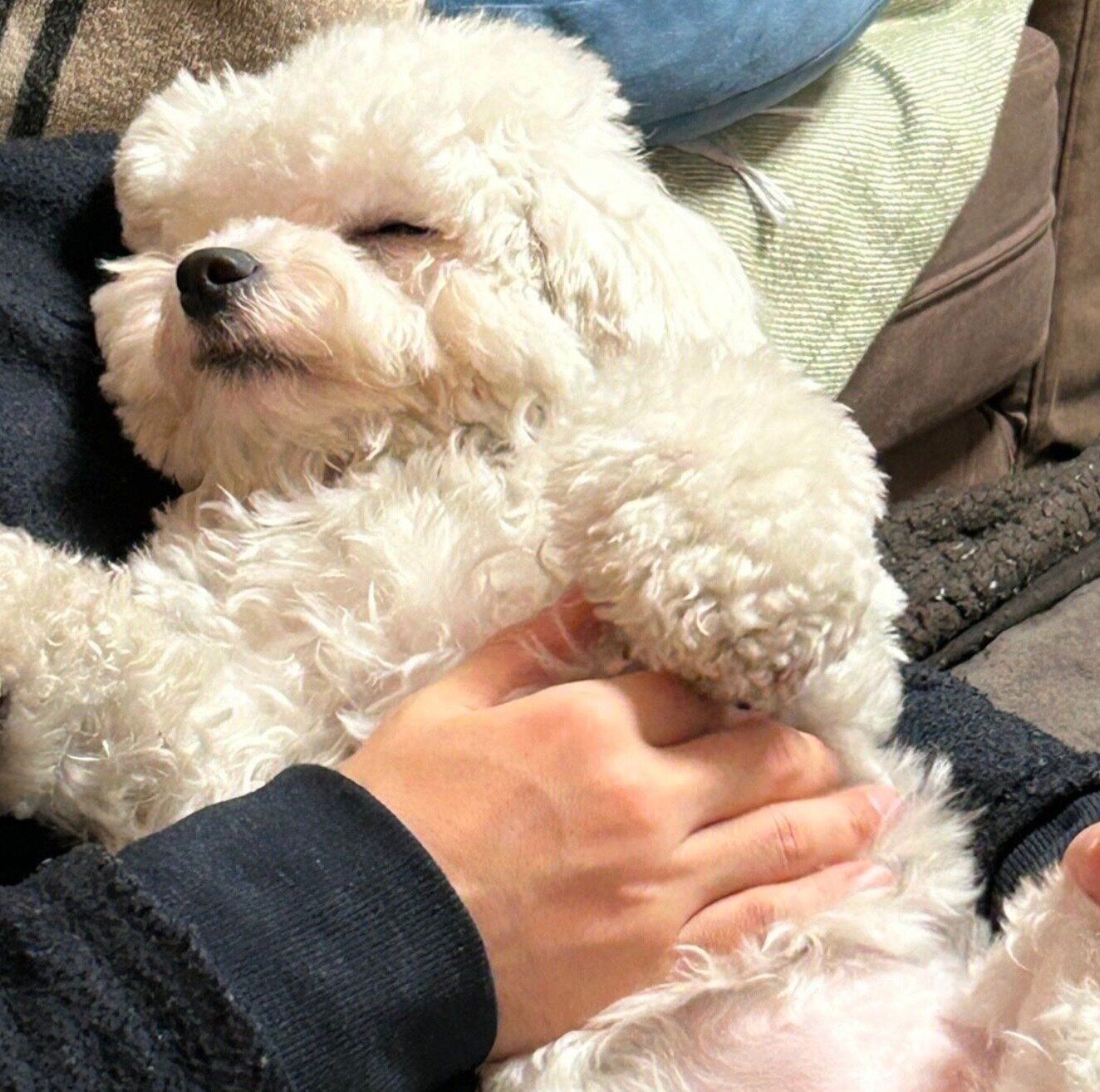 気持ちよさそうに眠るノワちゃん