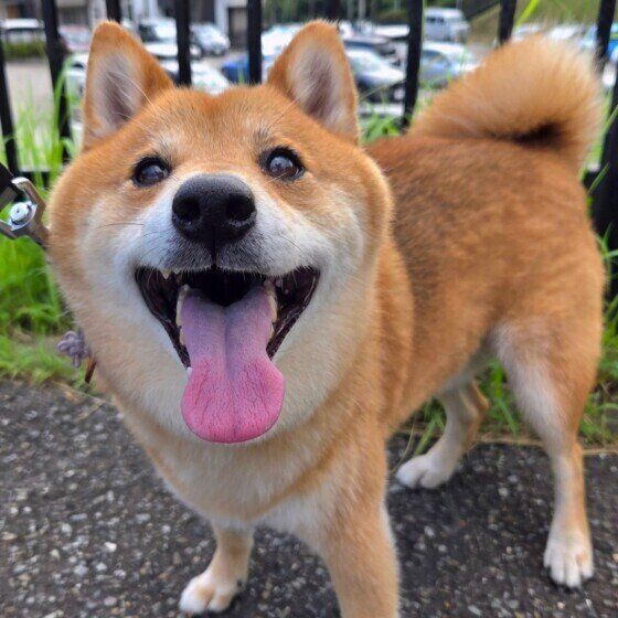 犬がしっぽを振るしぐさの意味は？ 愛犬のしっぽの振り方で気持ちを読み解く いぬのきもち