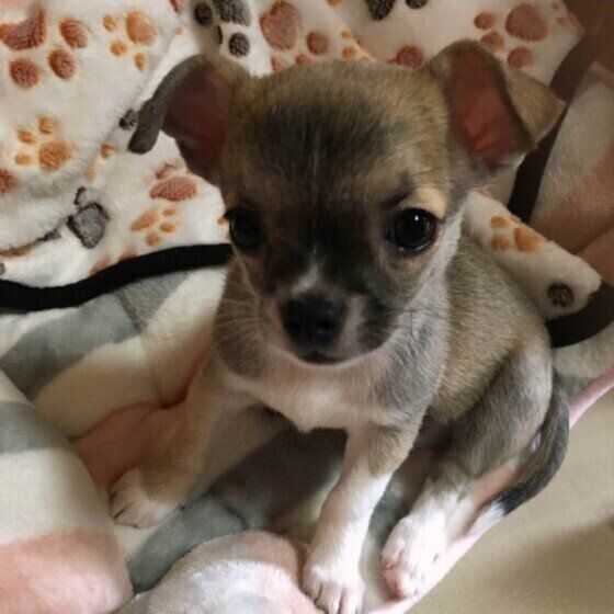 チワワのきなこちゃん