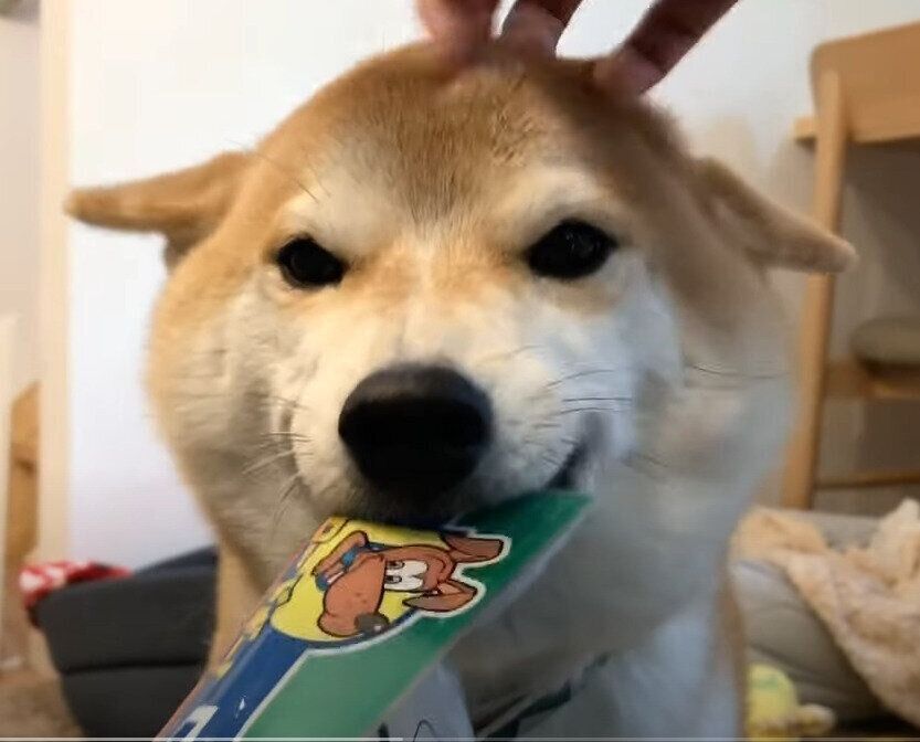 何かくわえる犬