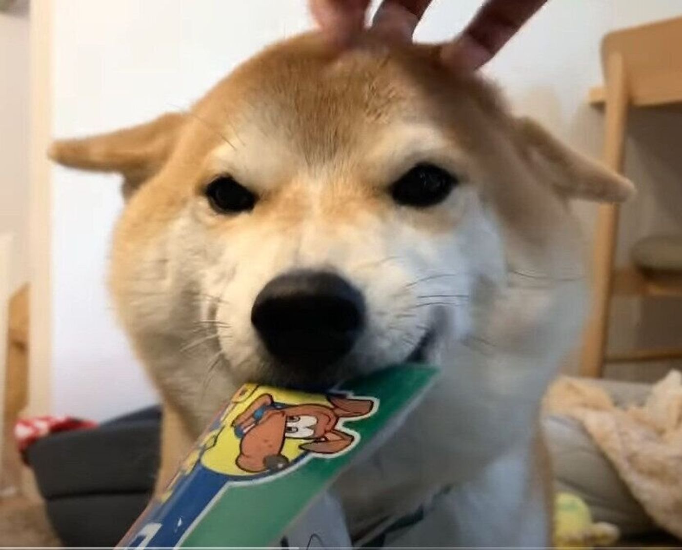 柴犬の 歓迎のお品 シリーズ 何かをくわえて飼い主さんをお迎え いぬのきもちweb Magazine 柴犬の 歓迎のお品 シリーズ 何かをくわえて飼い主さんをお迎え いぬのきもちweb Magazine