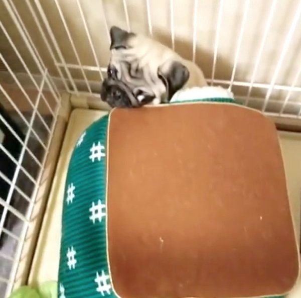 こたつに入るパグ