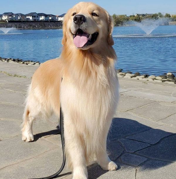 お散歩でご機嫌なアランくん