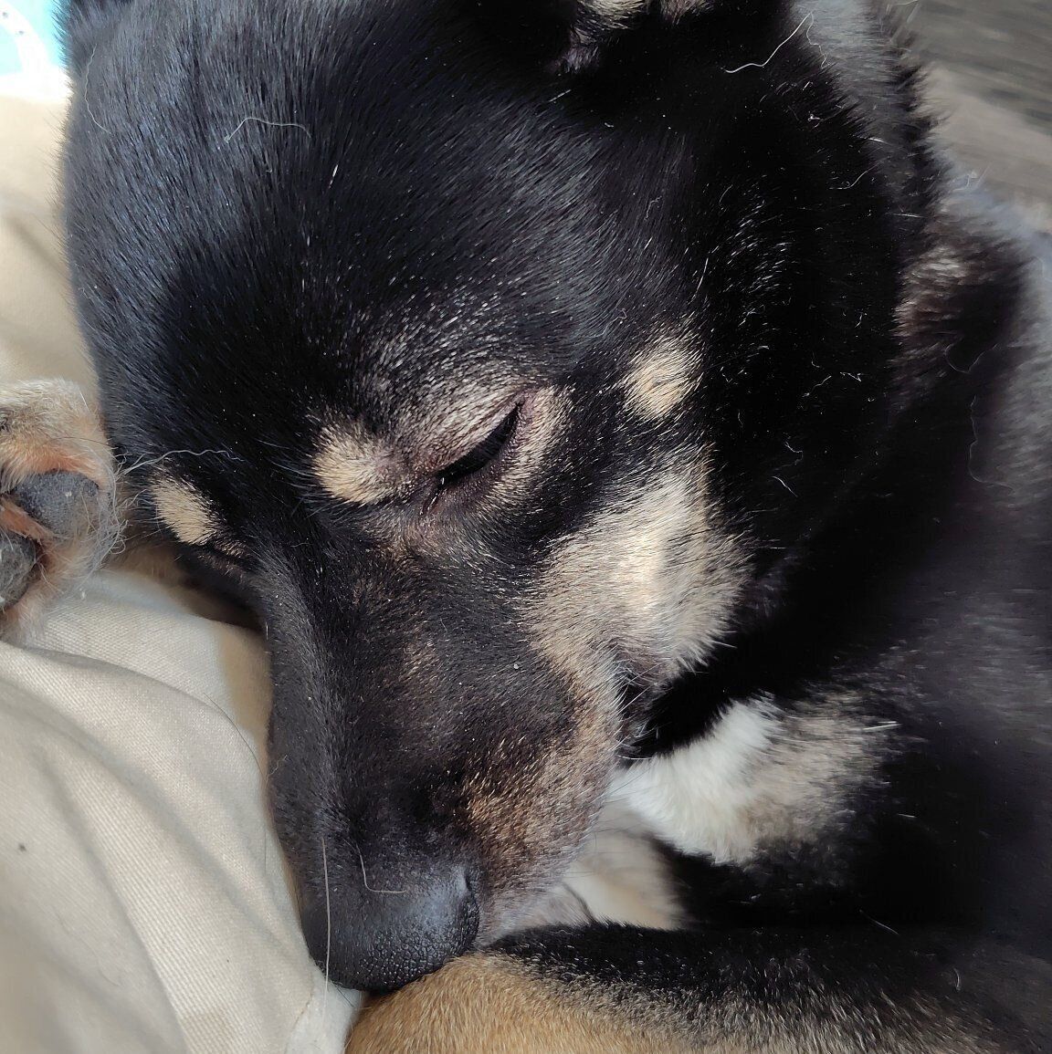 飼い主さんの横で眠っていたステラちゃん