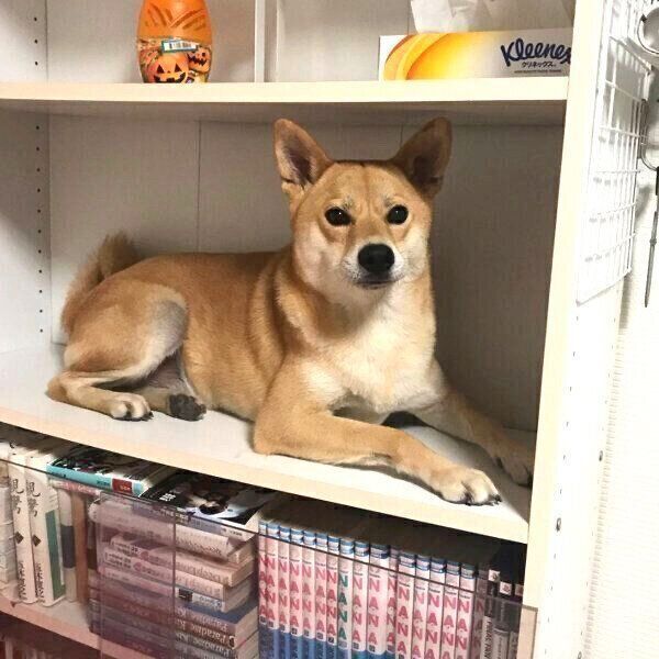 本棚の中に入る朔太郎くん