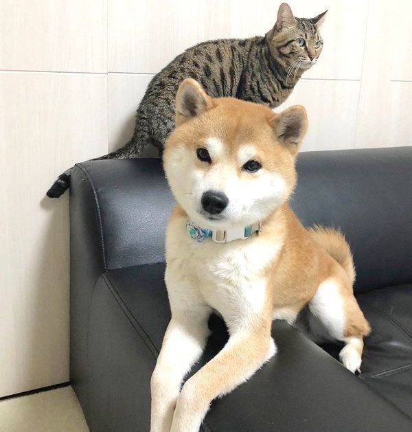 仲良しな柴犬と猫