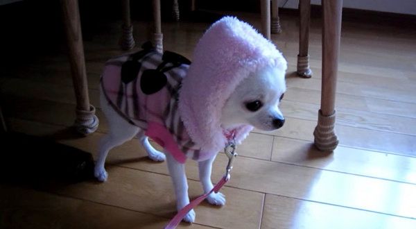 服を着るチワワ