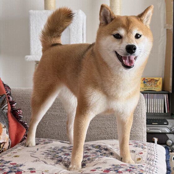 ニコニコ顔の芝犬