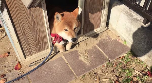 カメラを向けられる犬