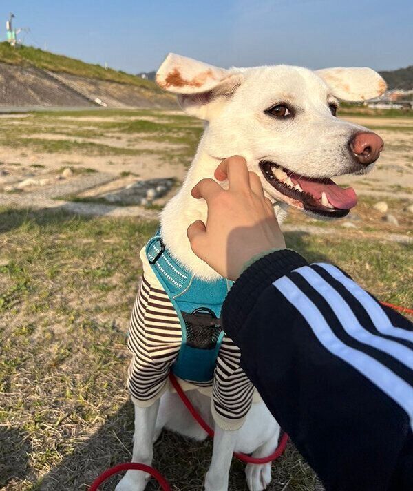 お散歩を楽しむこうめちゃん