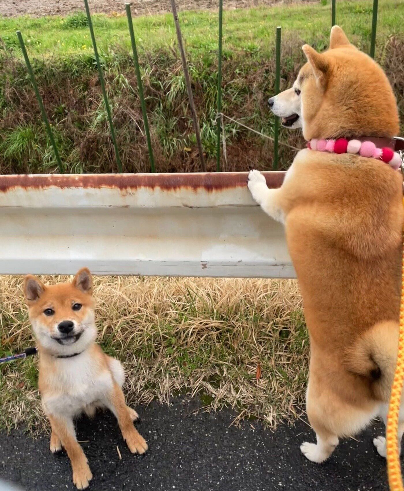 散歩をするれんくん、りんちゃん