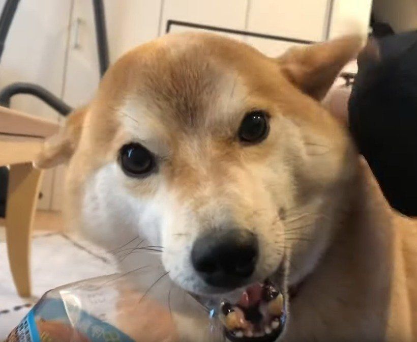 お出迎えする犬