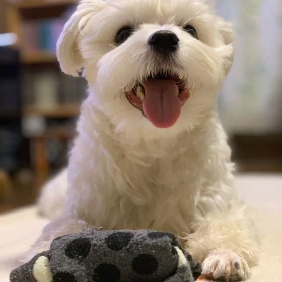 笑顔を見せるマルチーズ