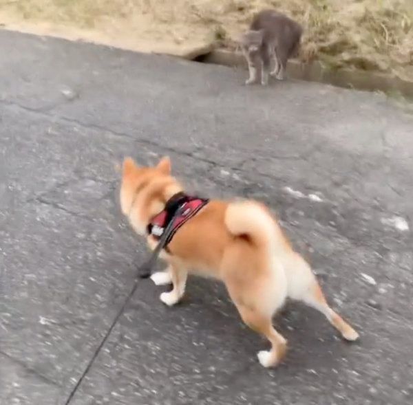 お散歩中に猫と遭遇した柴犬・味噌ちゃん