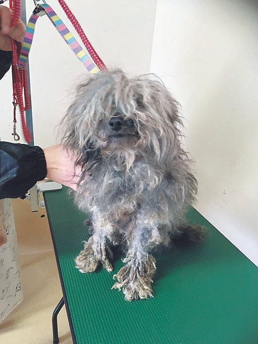 関東の愛護センターから引き取ったコマくん