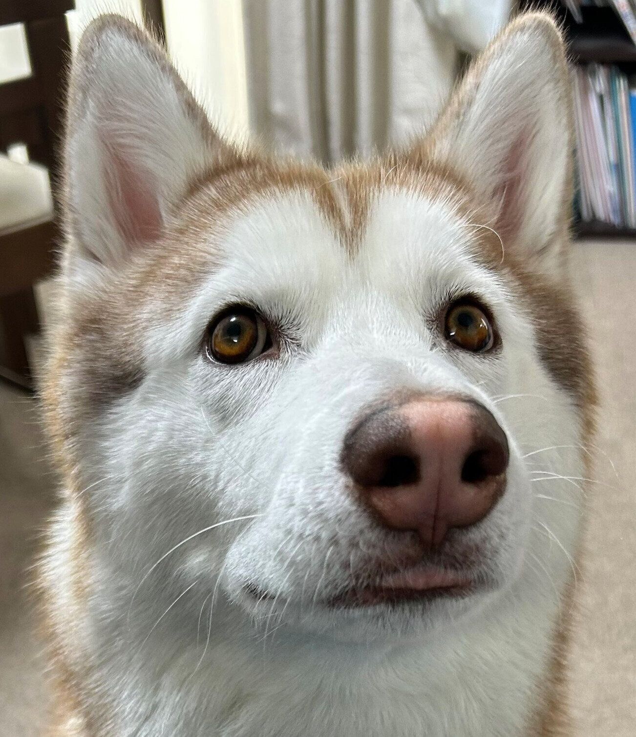 見つめる雪風ちゃん