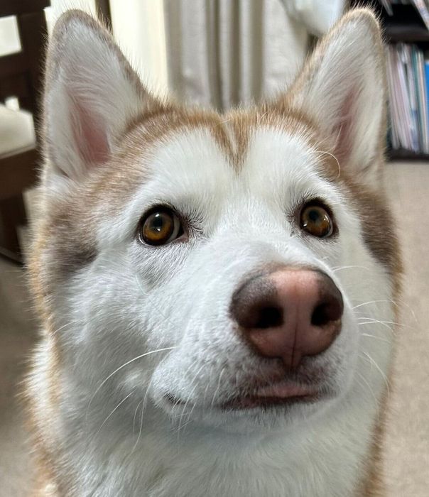 見つめる雪風ちゃん