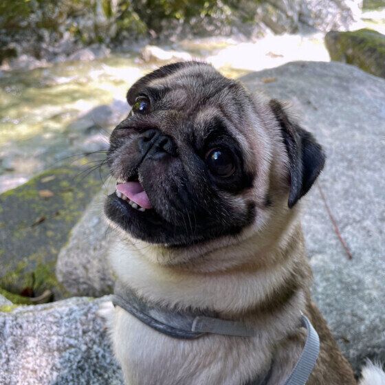 犬のレプトスピラ症ってどんな病気？ 予防法や注意することを獣医師に聞いた いぬのきもち