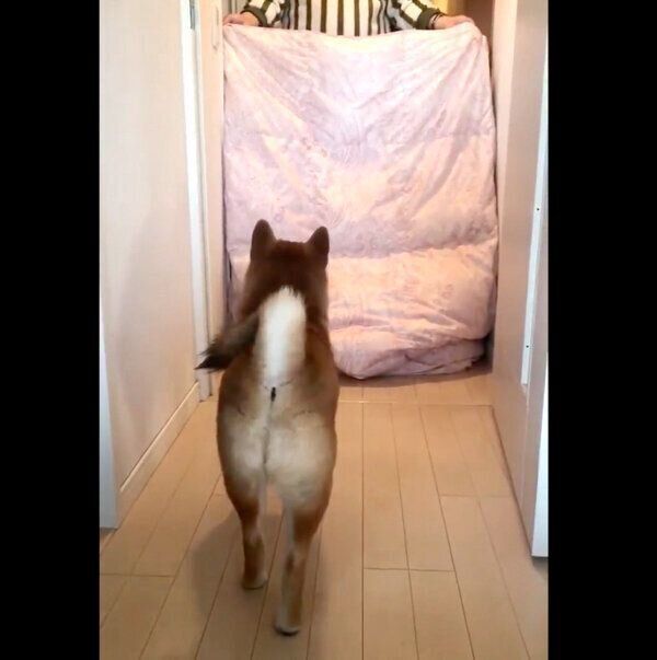 「人が消えるマジック」を見つめるこむぎくん