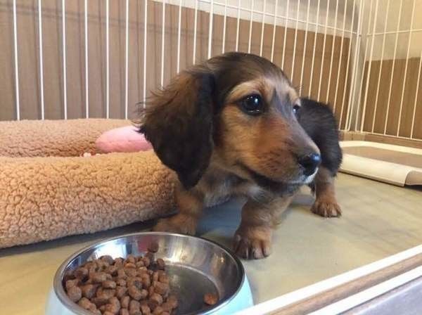 子犬とドッグフード