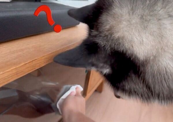 「キュキュッ」という音が気になるスバルくん