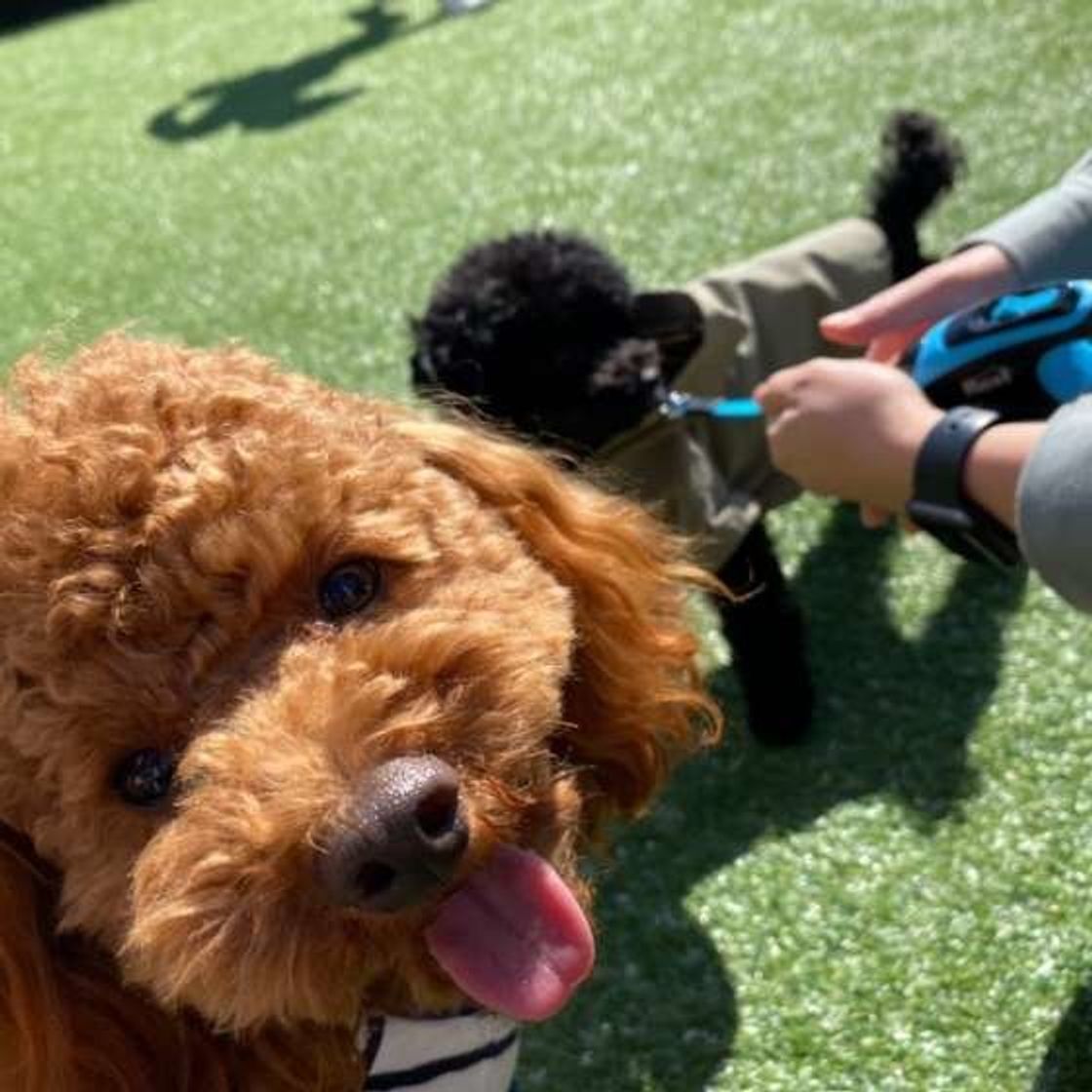 室内犬も要注意 獣医師が教えるダニ ノミ 寄生虫ケア いぬのきもちweb Magazine 室内犬も要注意 獣医師が教えるダニ ノミ 寄生虫ケア いぬのきもちweb Magazine