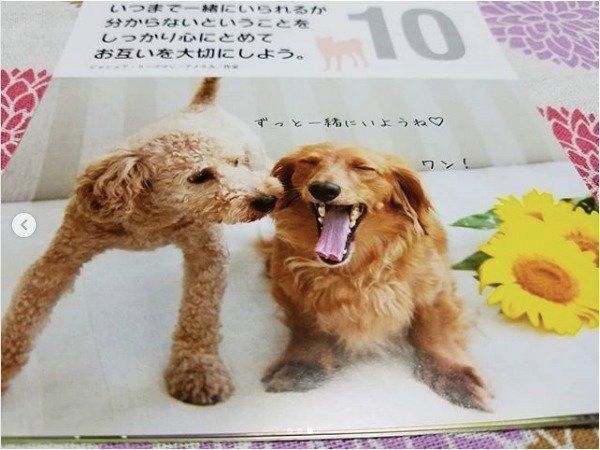 ワンコの日めくりカレンダー