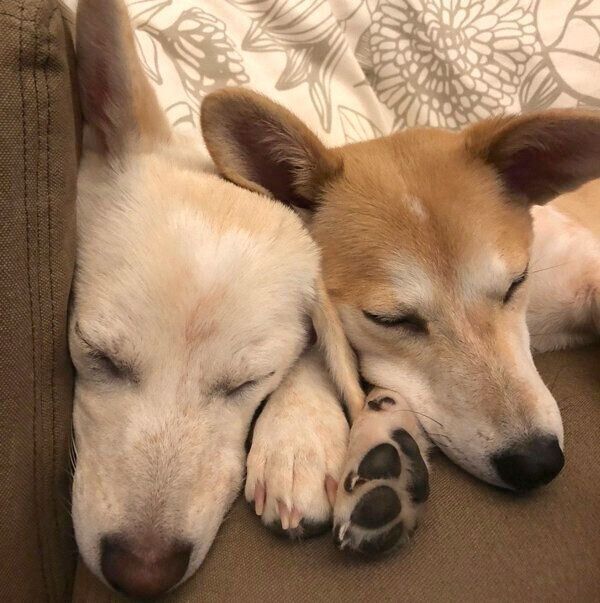 くっついて眠る梅ちゃん、稀ちゃん