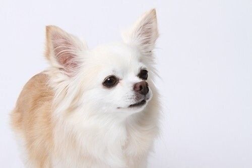 一点を見つめる犬