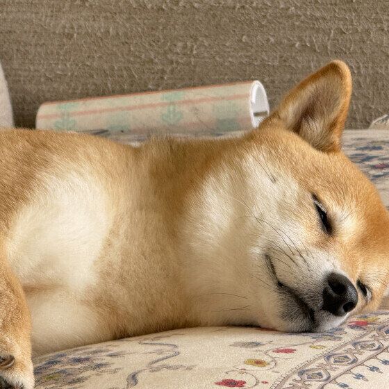 気持ちよさそうに眠る柴犬