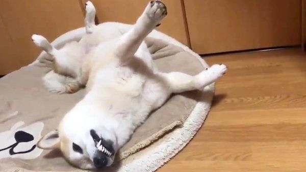 起きた七ちゃん