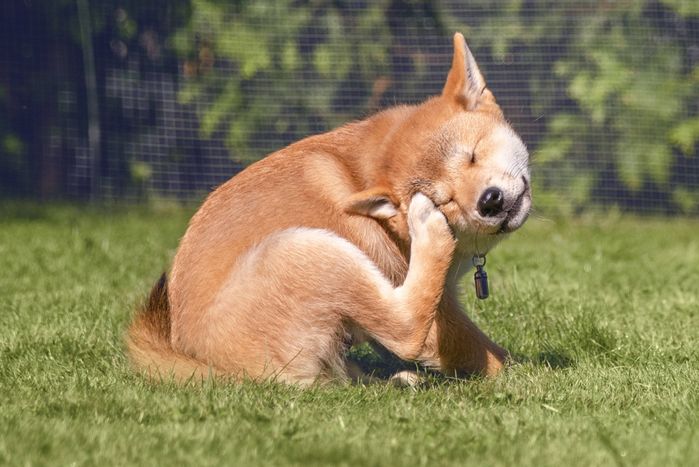 かゆくて引っかいている柴犬