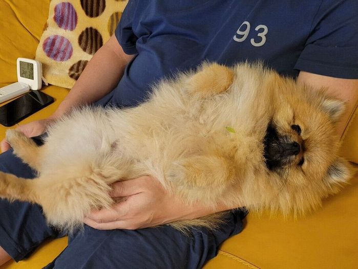 抱っこされて脱力状態のポメリーくん
