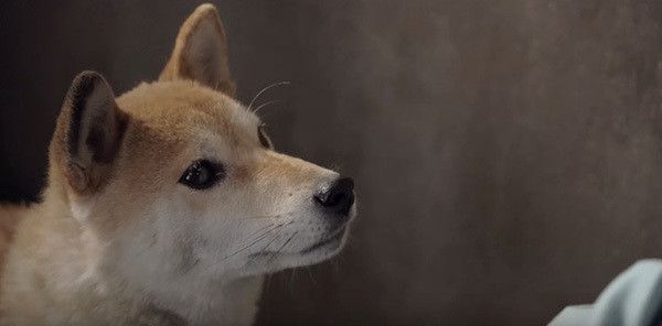 ひまわりと子犬の7日間