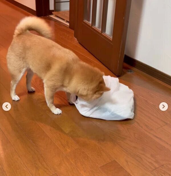 洗濯物の袋に顔をうずめるマメちゃん