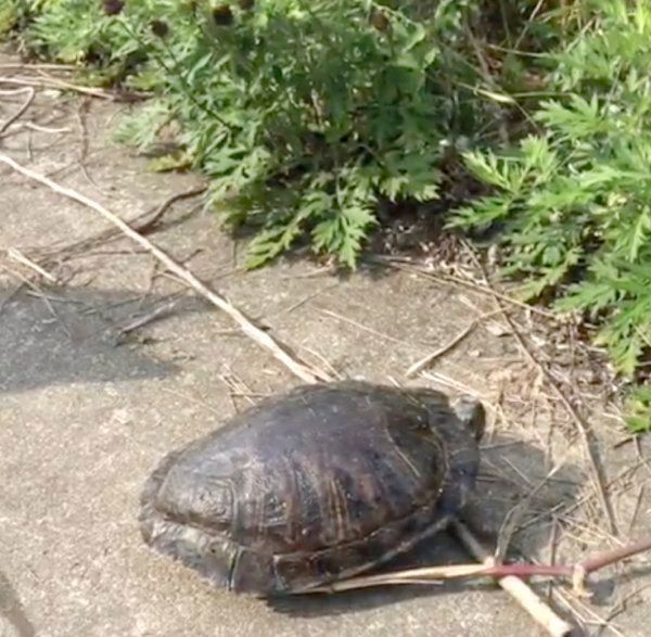 大きいカメに遭遇した柴犬