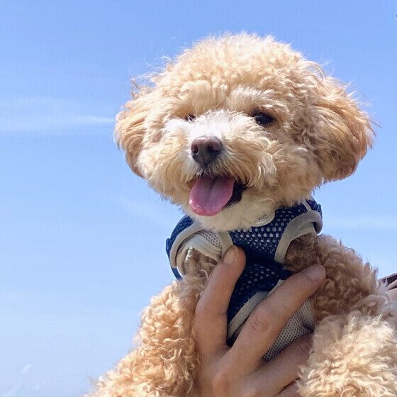 犬が寂しいときのサインとは？ 愛犬の寂しさからくる行動への対処法 トイ・プードル いぬのきもち