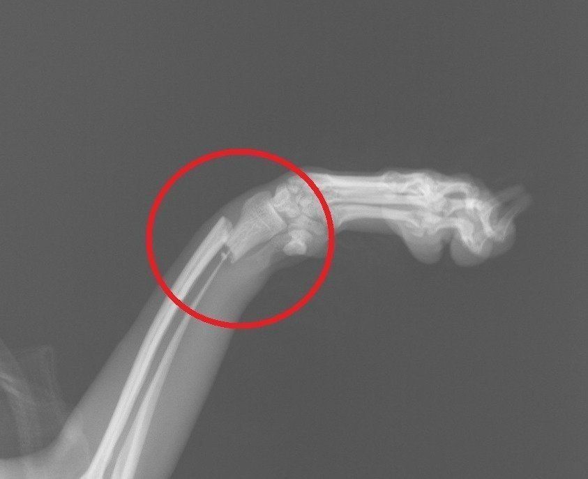 症例写真提供／ノヤ動物病院