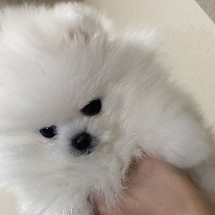 どこかを見つめるとろろくん