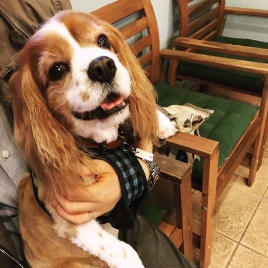 犬が抱っこをせがむ理由が可愛すぎ 抱っこ犬 画像まとめ いぬのきもちweb Magazine 犬が抱っこをせがむ理由が可愛すぎ 抱っこ犬 画像まとめ いぬのきもちweb Magazine