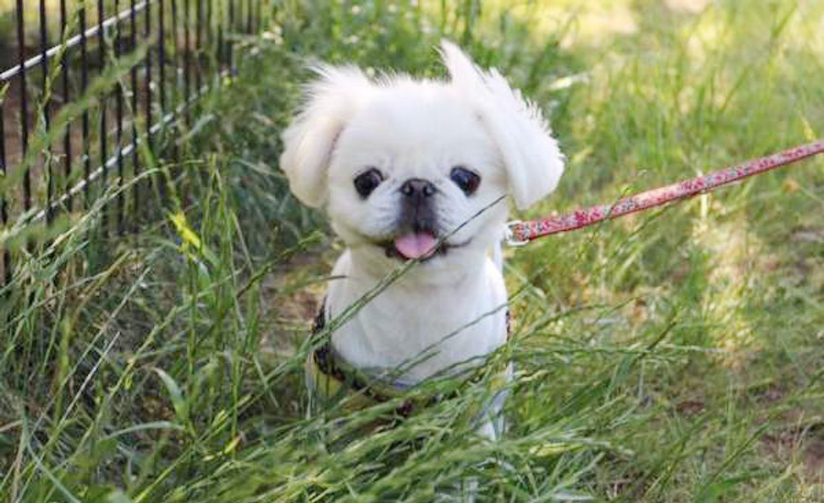 専門家が解説 メス犬が足をあげてオシッコする謎 どんな理由があるの いぬのきもちweb Magazine 専門家が解説 メス犬が足をあげてオシッコする謎 どんな理由があるの いぬのきもちweb Magazine