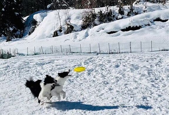 ドッグランで遊ぶチロルくんとノエルちゃん
