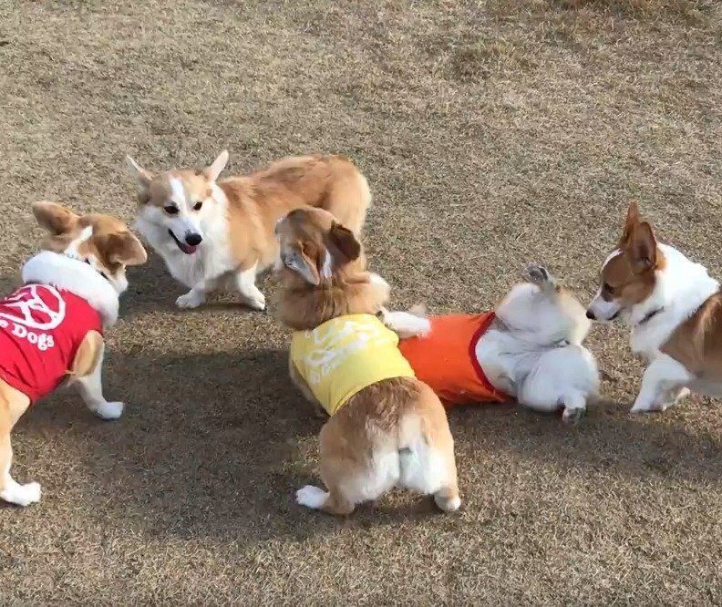 コーギー好き必見 じゃれ合うコーギーたちにキュンとしちゃう いぬのきもちweb Magazine