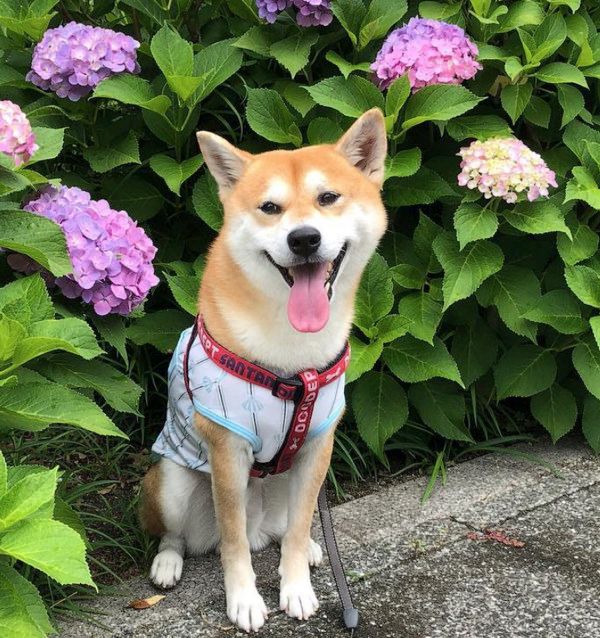 犬の背後に忍び寄る猫