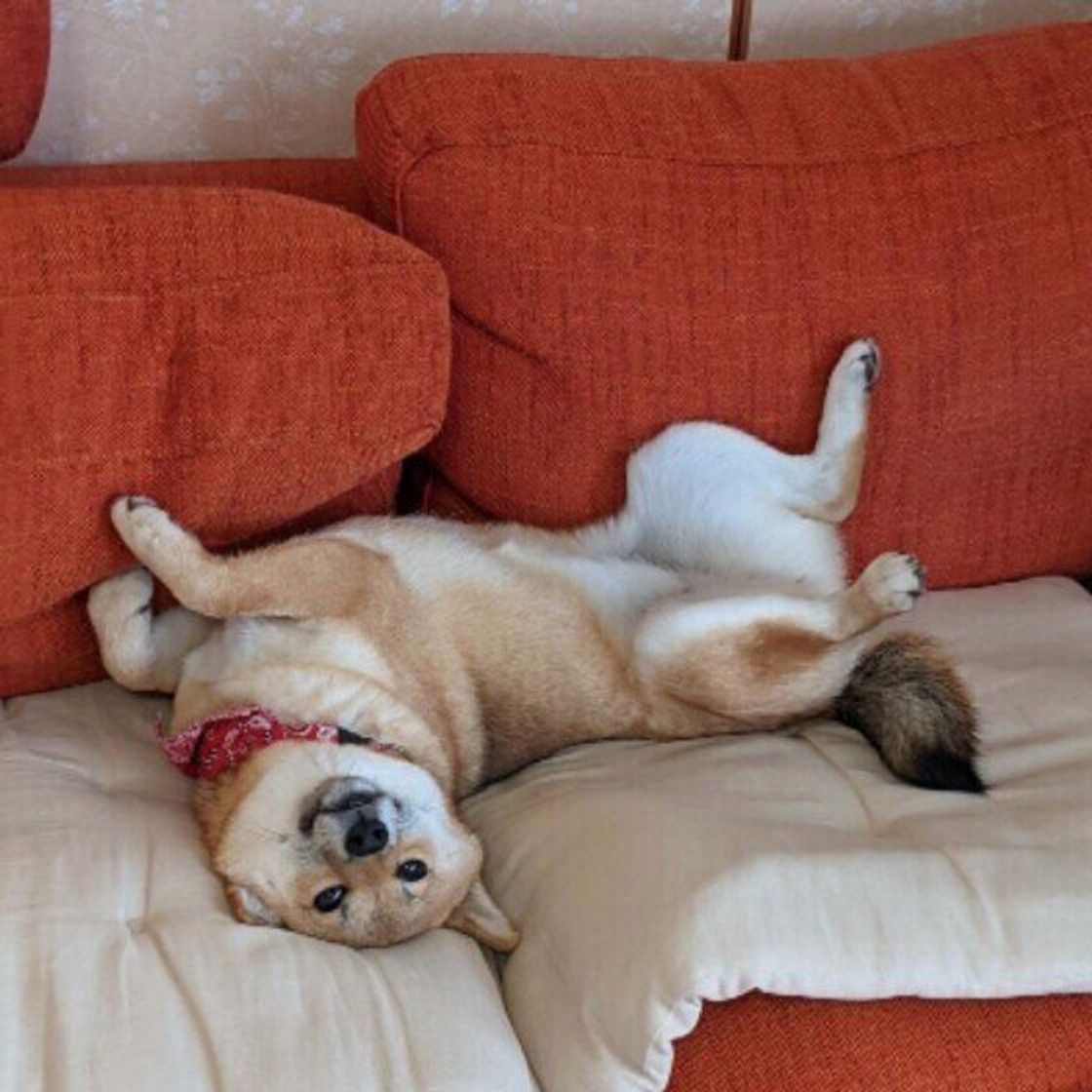 飼い主さん大好き 愛犬が見せる ポジティブな気持ち をあらわすしぐさ5選 いぬのきもちweb Magazine 飼い主さん大好き 愛犬が見せる ポジティブな気持ち をあらわすしぐさ5選 いぬのきもちweb Magazine