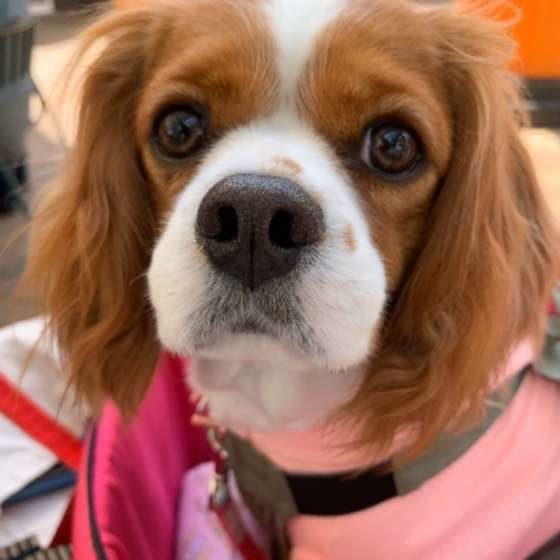 キャバリア・キング・チャールズ・スパニエル